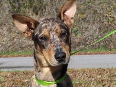 PAHS Pet of the Week: Meet Rain! Leash and House Trained