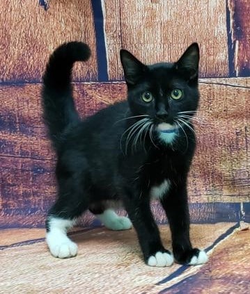 Pet of the Week – Ryan