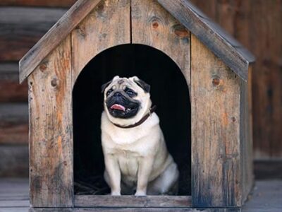 Pet Safety Tips from The Humane Society of Elmore County