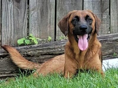 HSEC Pet of the Week: Meet Ameila; Active, Playful Girl Loves to Run