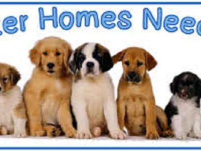 Foster Homes Needed for HSEC Shelter; Not a Task for Everyone, But Rewards are Great