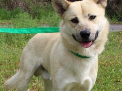 PAHS Pet of the Week: Meet Oakley! Beautiful Boy is Extremely Sweet, Loving