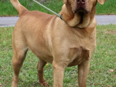 Autauga County Pet of the Week is Sparky