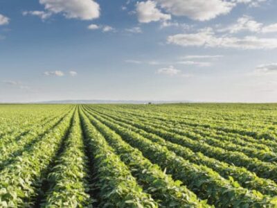 Crop Protection Network Releases Free Web Book for Crop Scouting Basics