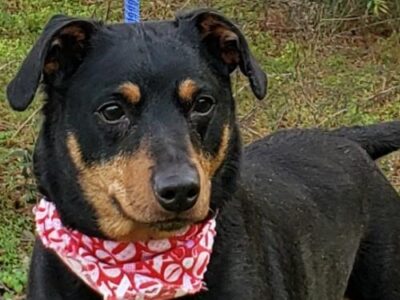 HSEC Pet of the Week: Meet Jacks! Needs A Woman Owner, No Children or Other Dogs