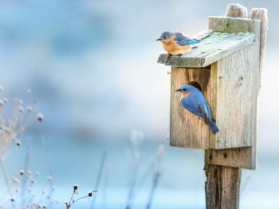 Alabama Cooperative Extension System Identifying Birds by Sight and Sound  FREE Workshop