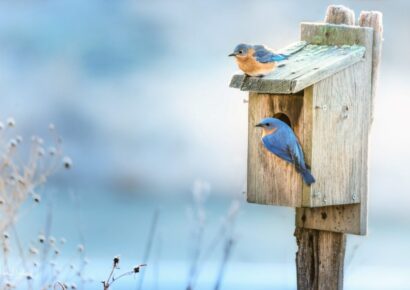 Alabama Cooperative Extension System Identifying Birds by Sight and Sound FREE Workshop