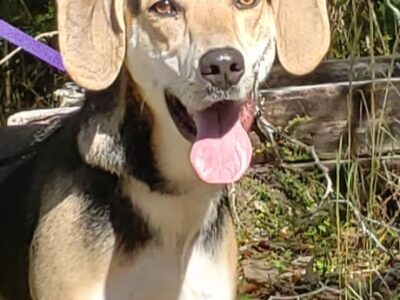 HSEC Pet of the Week: Meet Brady! Housetrained, Great with Other Dogs