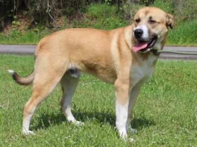 Meet Cheech PAHS Featured Pet of the Week