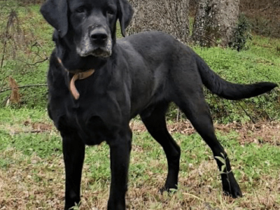 Everyone Meet Jack. Our Elmore County Pet of the Week.