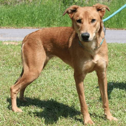 The Autauga County Pet of the Week is Harley