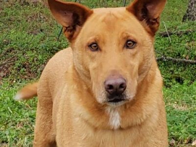 HSEC Pet of the Week: Meet Shadow! Very Loving, Good with Other Dogs and Cats