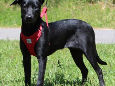 PAHS Pet of the Week: Meet Zoe! Great with Children and Other Dogs