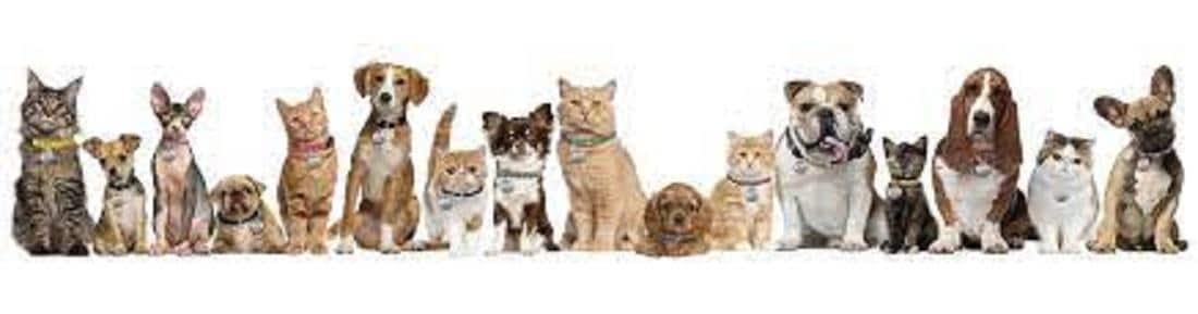 There are Many Ways YOU Can Help Support the Humane Society of Elmore County