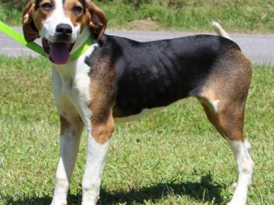 PAHS Pet of the Week: Meet Bernice! Taken in as a Stray, She needs Someone to Love her