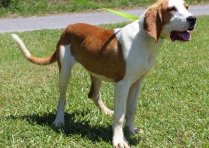 PAHS Pet of the Week: Meet Baylee! Looking for New Start with a Loving Family