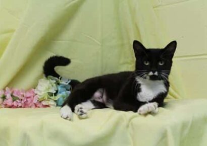 PAHS Pet of the Week: Meet Sammie! June is Adopt a Cat Month