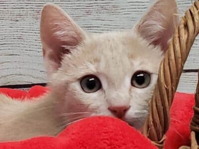 HSEC Pet of the Week: Meet Sandy! Loves Toys, Children and is a Cuddle Bug