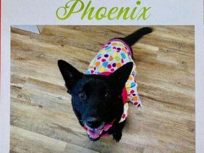 ‘Yappy Barkday Pawty’ Fundraiser Happening This Week in Wetumpka for HSEC