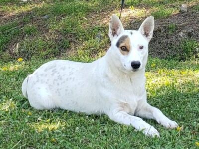 HSEC Pet of the Week: Zelda! She was Abandoned by Owner, and Needs a New Home