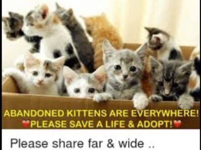 Kitten Season has Arrived; Area Shelters ‘Inundated’ and have Plenty in Need of Adoption