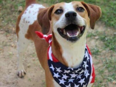 PAHS Pet of the Week: Meet Athena! Loves to Play Fetch, and Actually Returns It to You