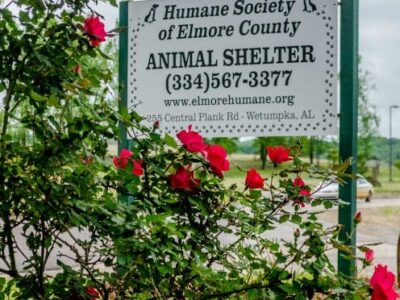 HSEC NEWS: Serious Need of Adoptions at Shelter; Website Updated Regularly