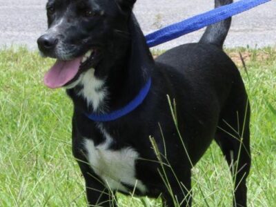 PAHS Pet of the Week: Meet Little Girl (LG); lab/Basset Mix Was Turned in by her Owner
