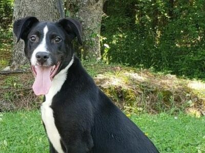 HSEC Pet of the Week: Meet Loki! Craves Attention, Loves Kisses