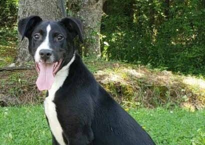HSEC Pet of the Week: Meet Loki! Craves Attention, Loves Kisses