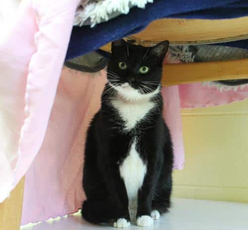 PAHS Pet of the Week: Meet Boo! Former Owner Passed Away