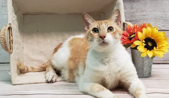 HSEC Pet of the Week: Meet Charlie! Special Needs with Special Diet