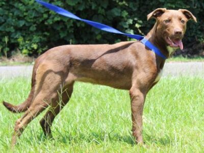 PAHS Pet of the Week: Meet Maisy! Timid At First, But Warms up Quickly