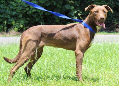 PAHS Pet of the Week: Meet Maisy! Timid At First, But Warms up Quickly