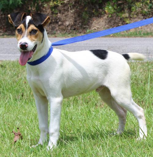 PAHS Pet of the Week: Meet Mitch! 5-Month-Old Pointer Mix has been Neutered