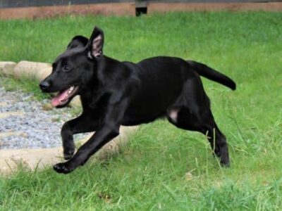 HSEC Pet of the Week: Meet Yoshi! Lab Mix Loves Cuddle Time, Great with Other dogs