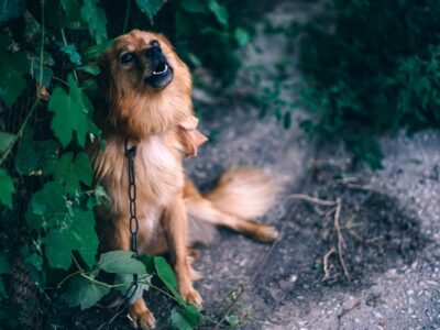 Prattville Council Working to Improve Animal Ordinance for Humane Treatment, Chained Dogs