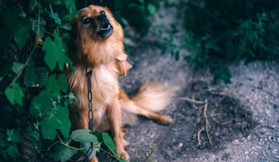 Prattville Council Working to Improve Animal Ordinance for Humane Treatment, Chained Dogs