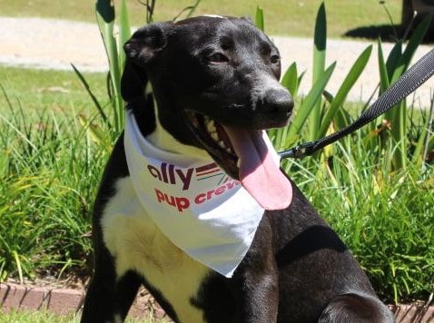 PAHS Pet of the Week is Abira; Pointer/Lab Mix is good with Children, Other Dogs