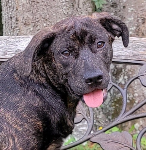 Elmore County Pet of the Week – Bogey