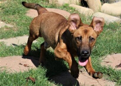HSEC Pet of the Week: Kade is a Shepherd/Basset Mix; Short Legs but BIG Personality