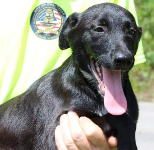 PAHS Pet of the Week: Meet Floyd; Pet Palooza Coming Oct. 16 to Cooters Pond Park