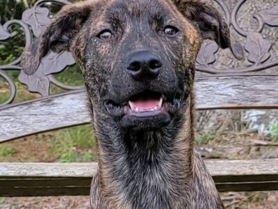 Meet Sully! HSEC’s Pet of the Week is a Cuddle Buddy For Sure