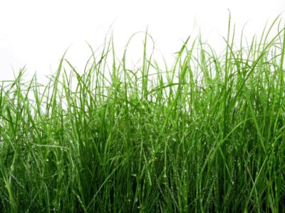 Millbrook Enters Agreement with ALDOT to Take over Care of Overgrown Areas