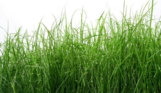 Millbrook Enters Agreement with ALDOT to Take over Care of Overgrown Areas