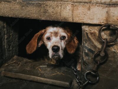 Prattville Council Amends Ordinance to Strengthen Laws for Chained, Abused Animals