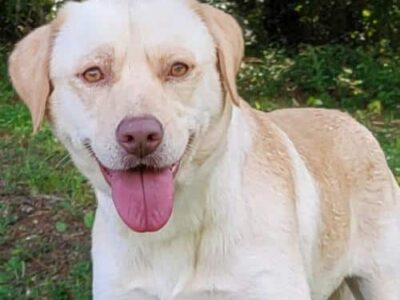 HSEC Pet of the Week: Meet Phyllis; Gentle, Loves Attention and Belly Rubs