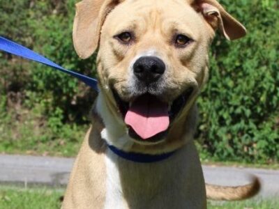 PAHS PET OF THE WEEK: Meet Ray! Handsome and Energetic Lab Waiting for New Family