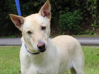 PAHS Pet of the Week: Meet Sable! Beautiful, Well-Behaved, Housetrained