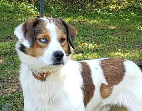 HSEC Pet of the Week: Meet Ziggy! A Bit Shy At First, but Loves Attention